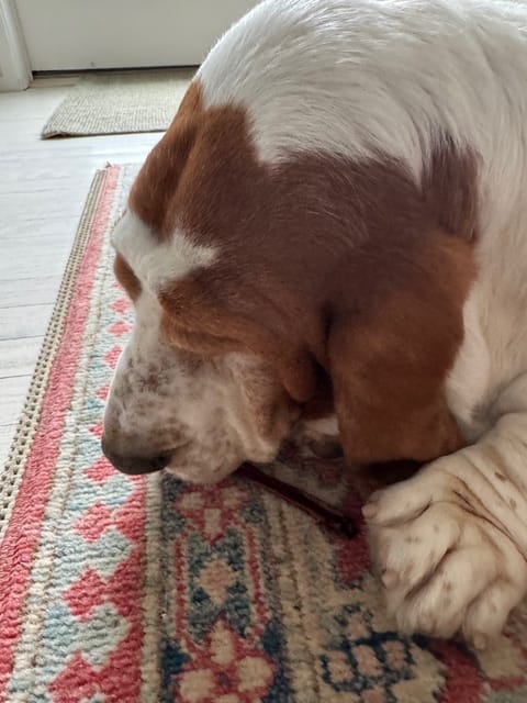 Customer photo review of Mini Pork Bullys For Dogs of All Sizes