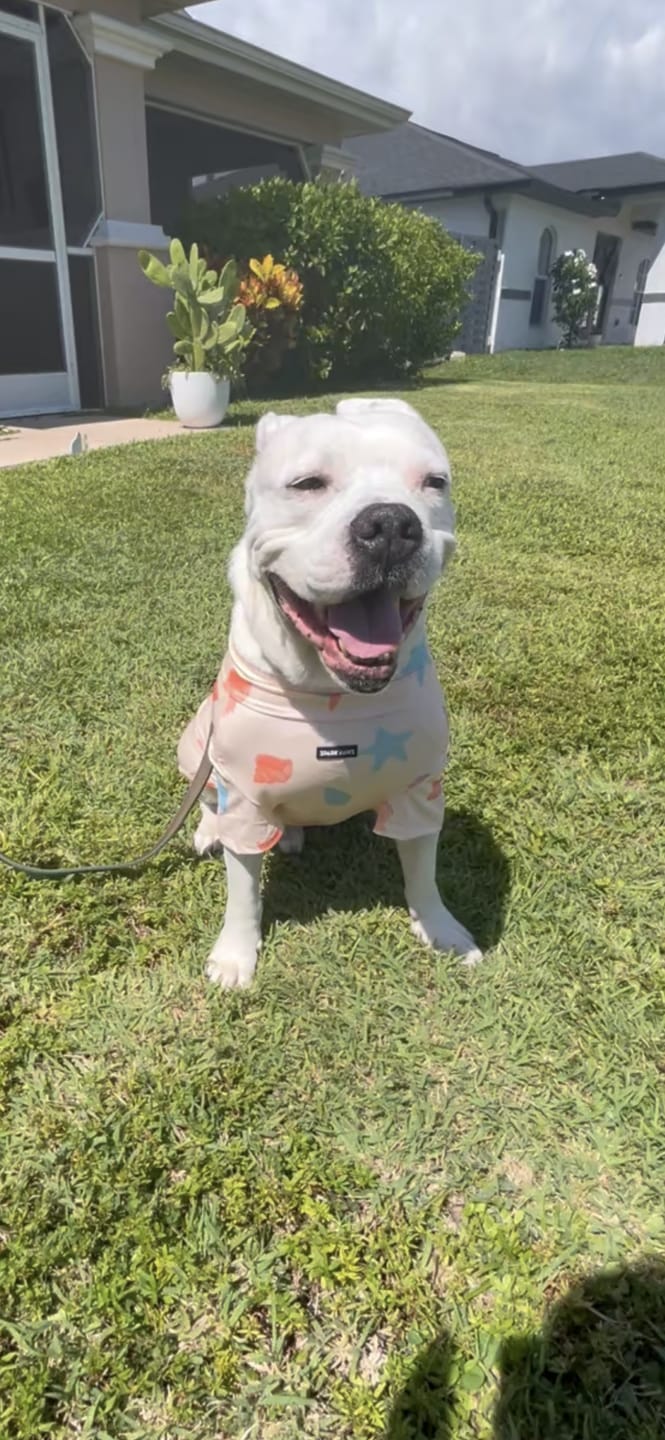 Customer photo review of Sunblock Dog T-Shirt - Seashell