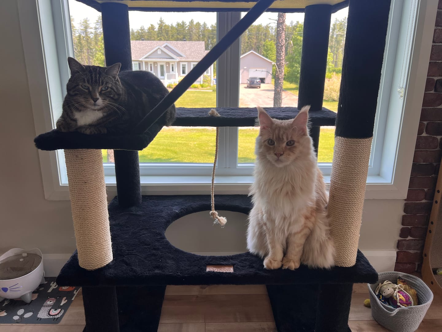 Customer photo review of Maine Coon 65" Cat Tower - 5-Level Cat Tree