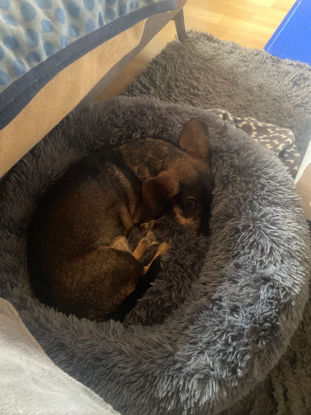 Customer photo review of Puppery Hundebett Wolke 7 - Das Original
