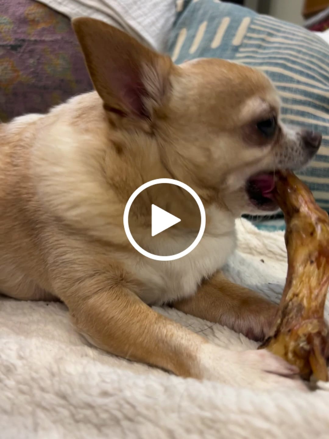 Customer video review of Ostrich Runner (5" x 1.5"): The Flavorful & Long-Lasting Chew for Small to Medium Dogs - 2 Pieces