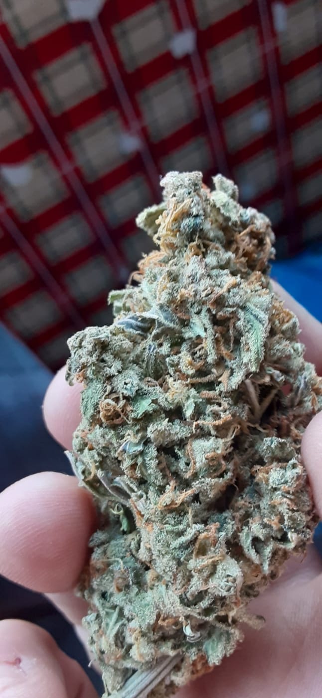 Customer photo review of Maui Wowie Minis - Bulk Minis - Sativa
