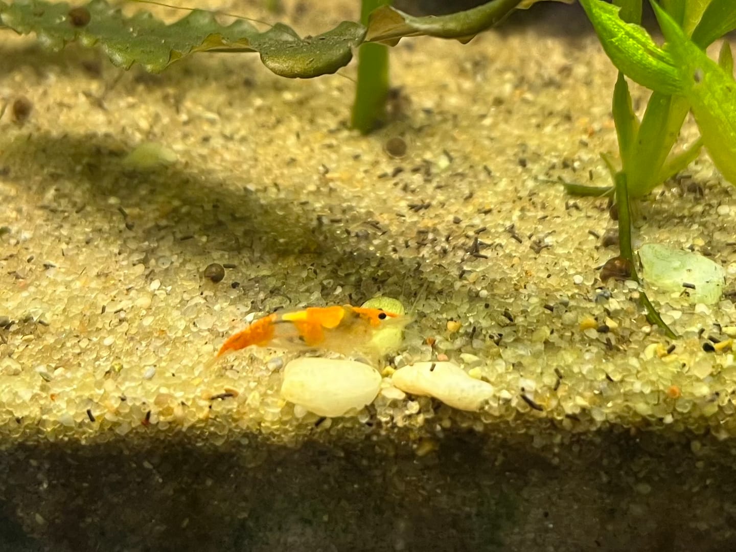 Customer photo review of Orange Rili Shrimp