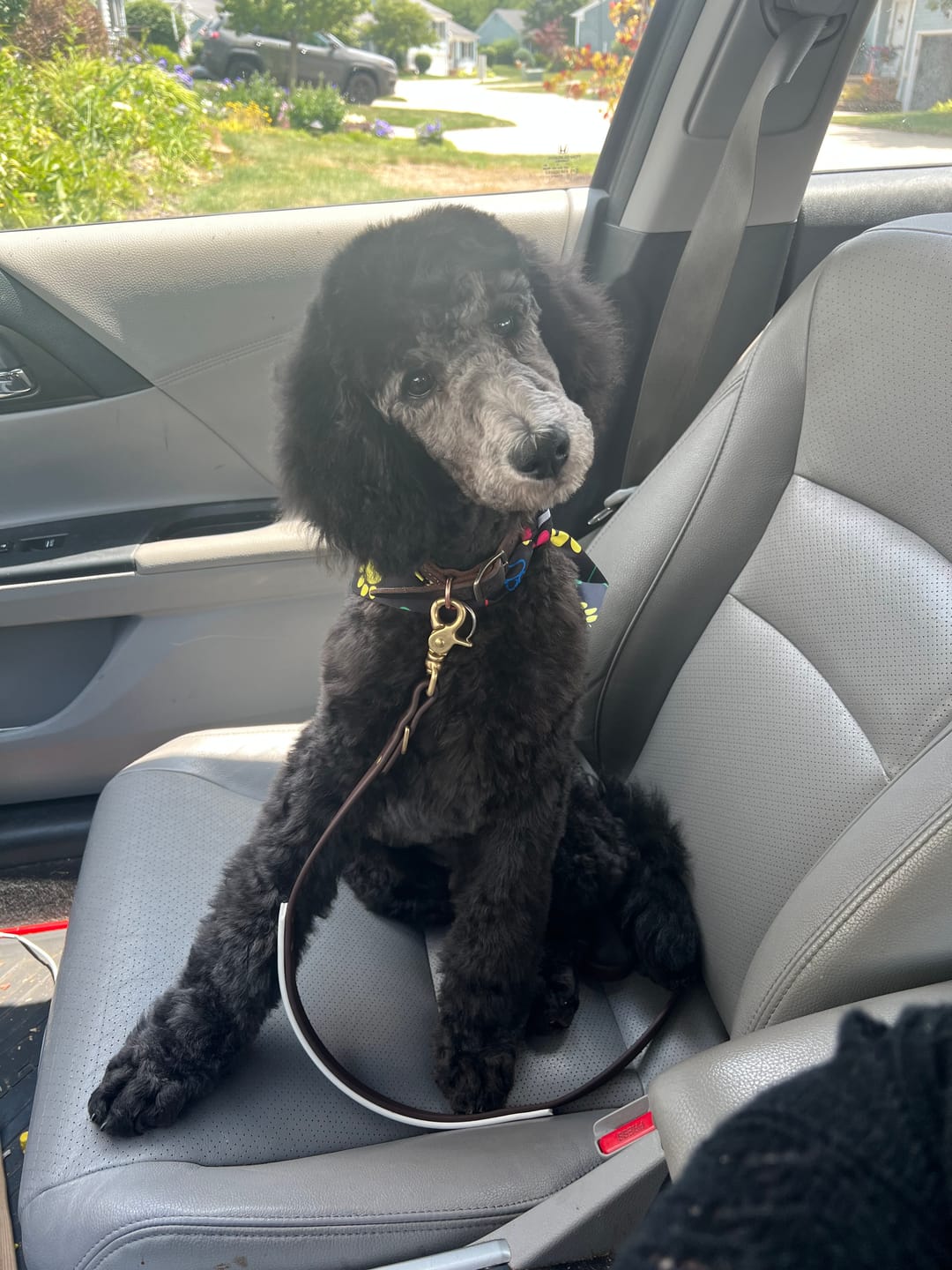 Customer photo review of Biothane Traffic Handle Dog Leash