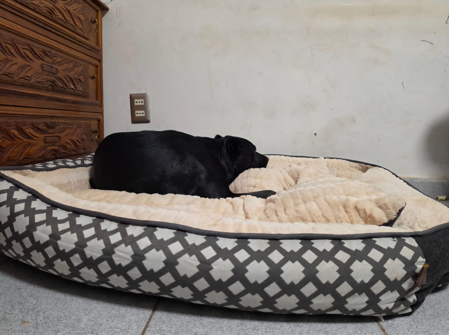 Customer photo review of Cama Daki Royal XL
