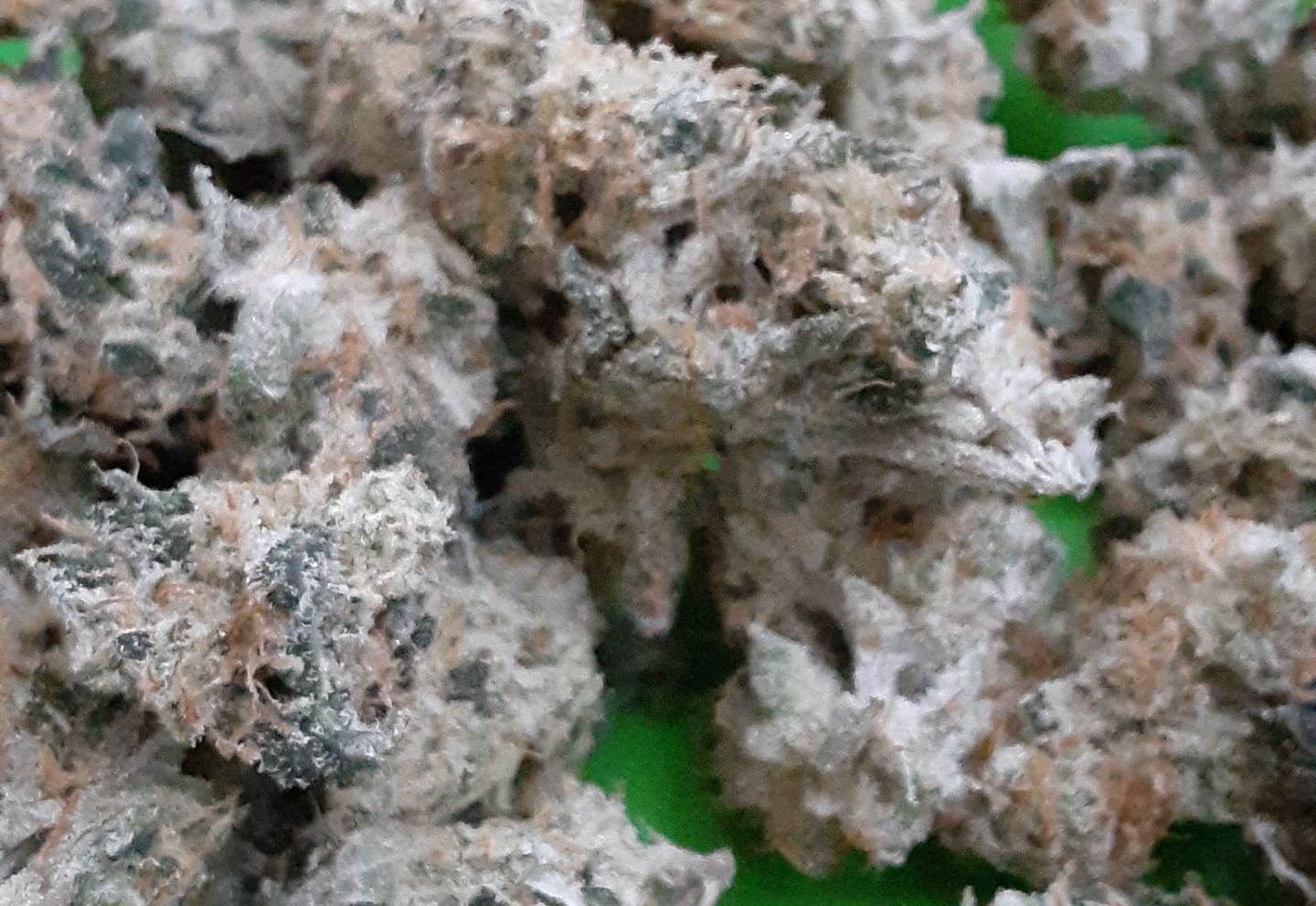 Customer photo review of Han Solo Burger Indoor - Bulk - Indica