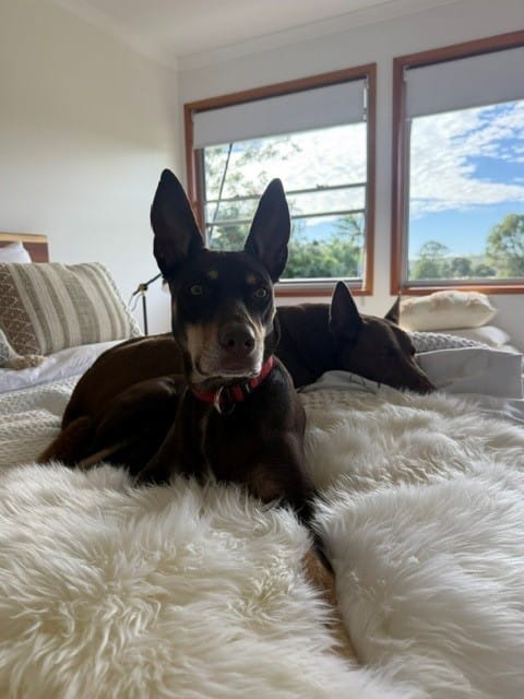 Customer photo review of Double Long Wool Sheepskin Rug