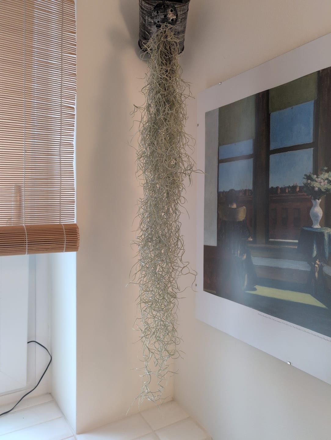 Customer photo review of Tillandsia usneoides - Lousianamoos