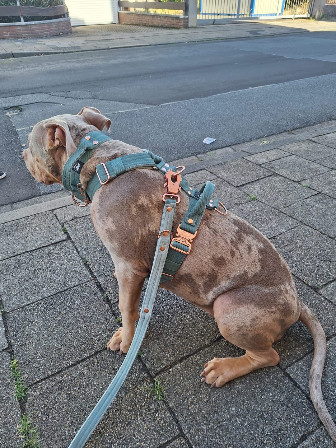 Customer photo review of Extreme Rose Buckle Pastel Green - Starkt och säkert halsband