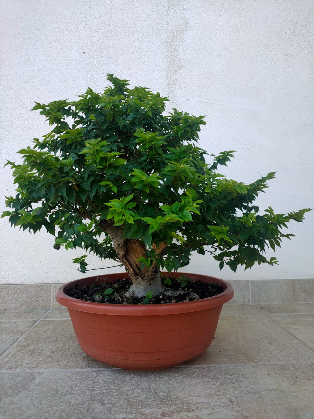 Customer photo review of BULK MASTER CONCIME ESTIVO BONSAI PREMIUM CB®