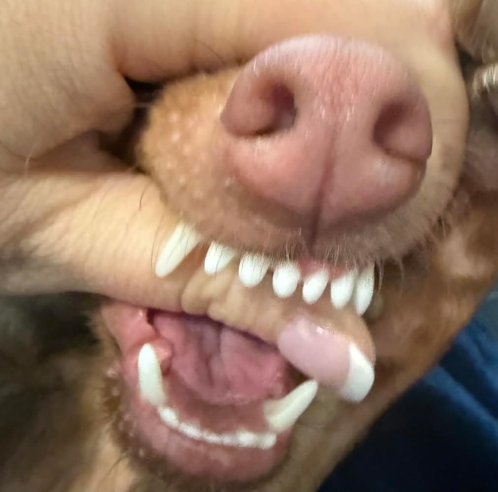 Customer photo review of Smilers OralBiotic™ Dental Soft Chews