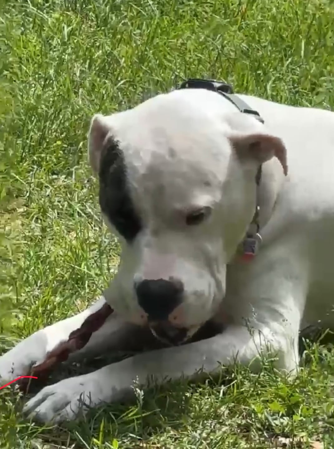 Customer photo review of 12 Inch Standard Braided Bully Stick