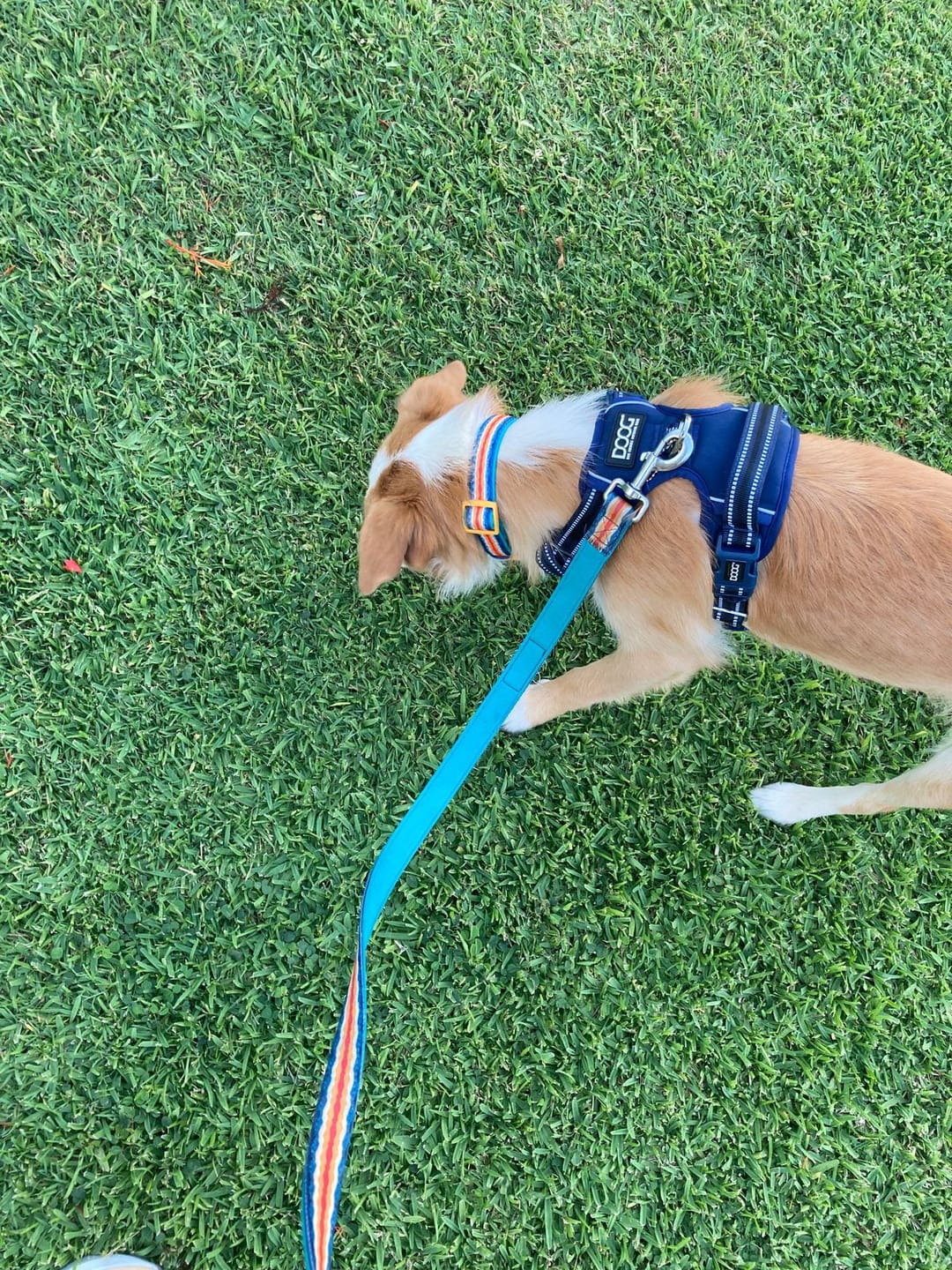 Customer photo review of Neoprene Dog Collar