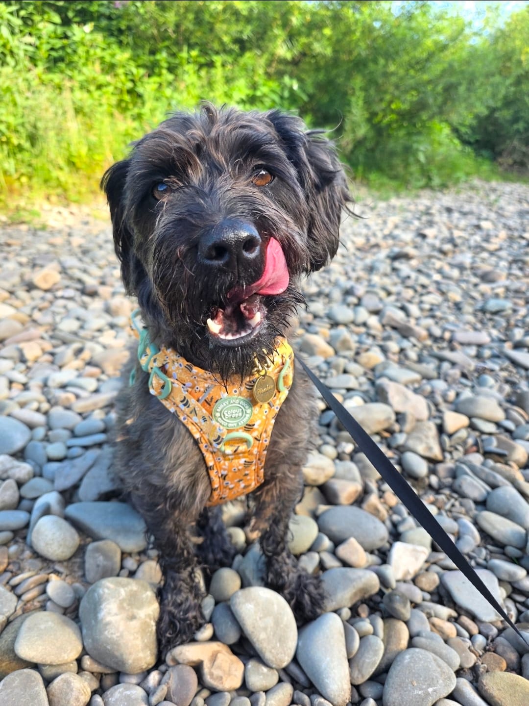Customer photo review of Dog Harness - Colour Drops - Wanna-Bee