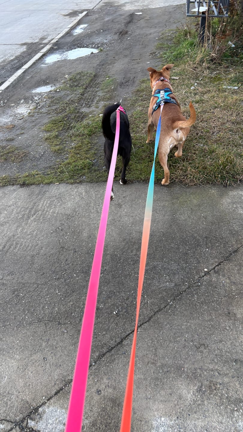 Customer photo review of 🐾 Dogpack Sheepdogz Martin 🦅