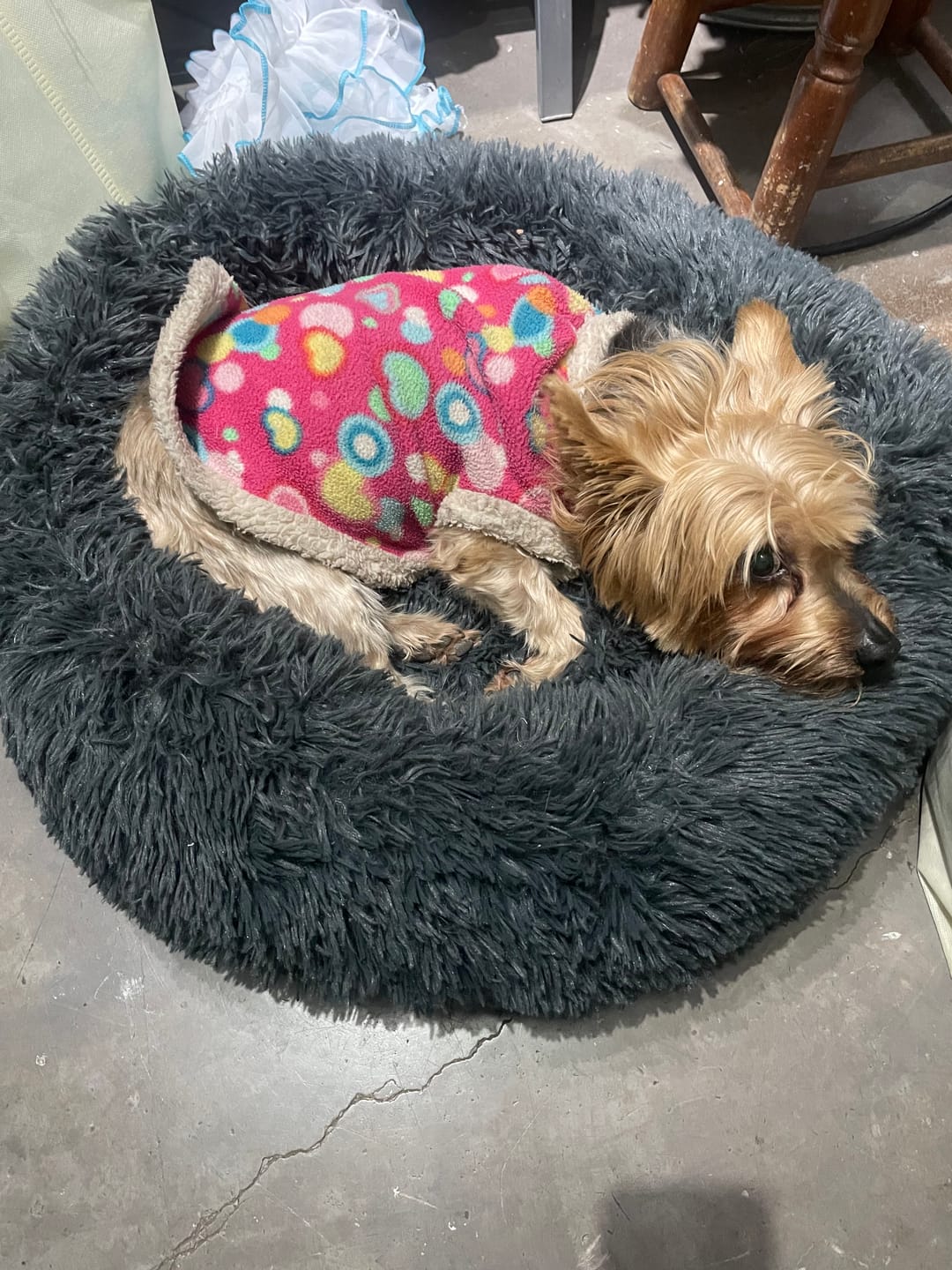 Customer photo review of Cama Anti-Estrés THE DOGS — Menos ansiedad, más descanso