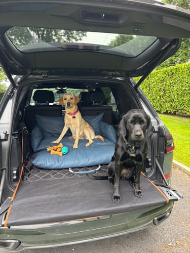 Customer's yellow lab sitting on the blue Dog Dock V2 in a car boot, with a black lab beside it.