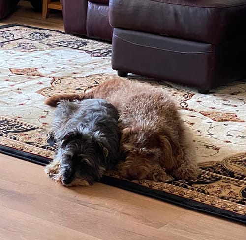 Customer photo review of Canagan Grass Fed Lamb Grain Free Dog Food