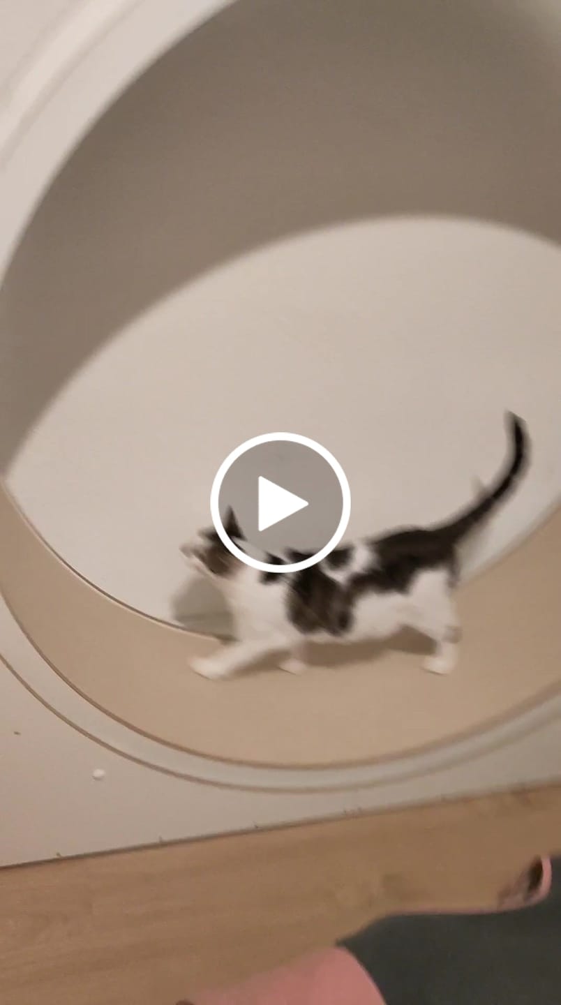 Customer video review of Elmato Katzenlaufrad Simba