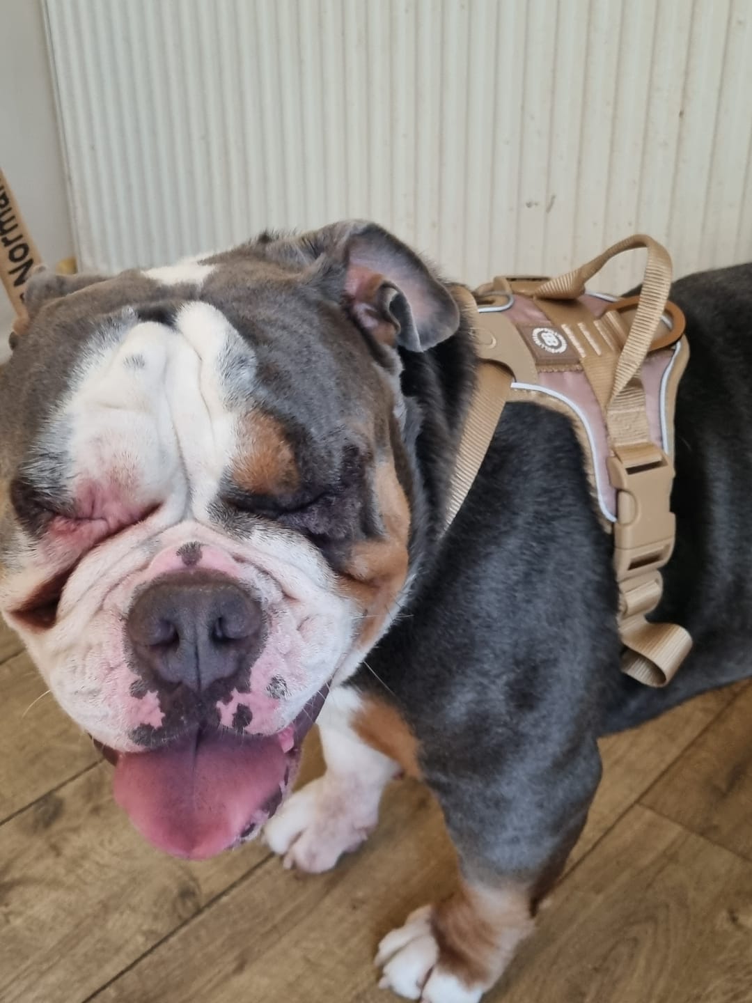 Customer photo review of Anti Pull Hurricane Harness Lighter | With Handle - Tan X Tan