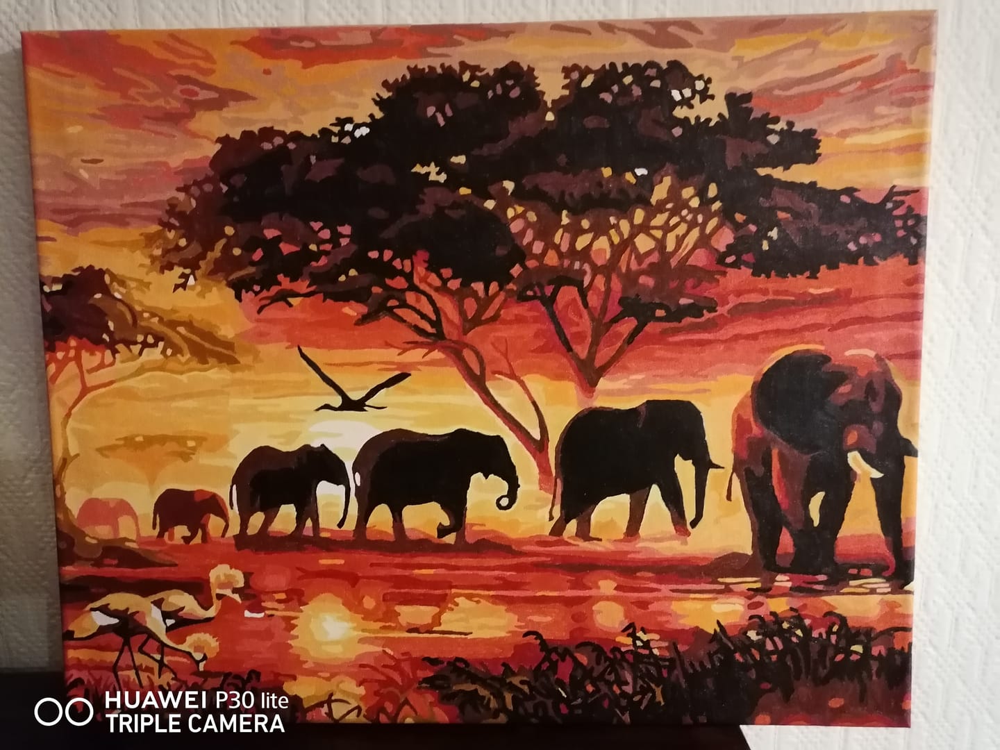 Customer photo review of Eléphants au Coucher du soleil