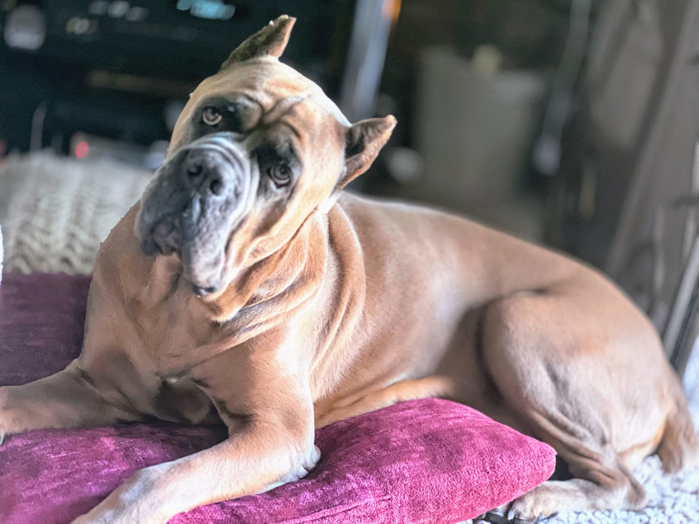 Customer photo review of Iron Paws Daily Human-Grade Superfood For Dogs