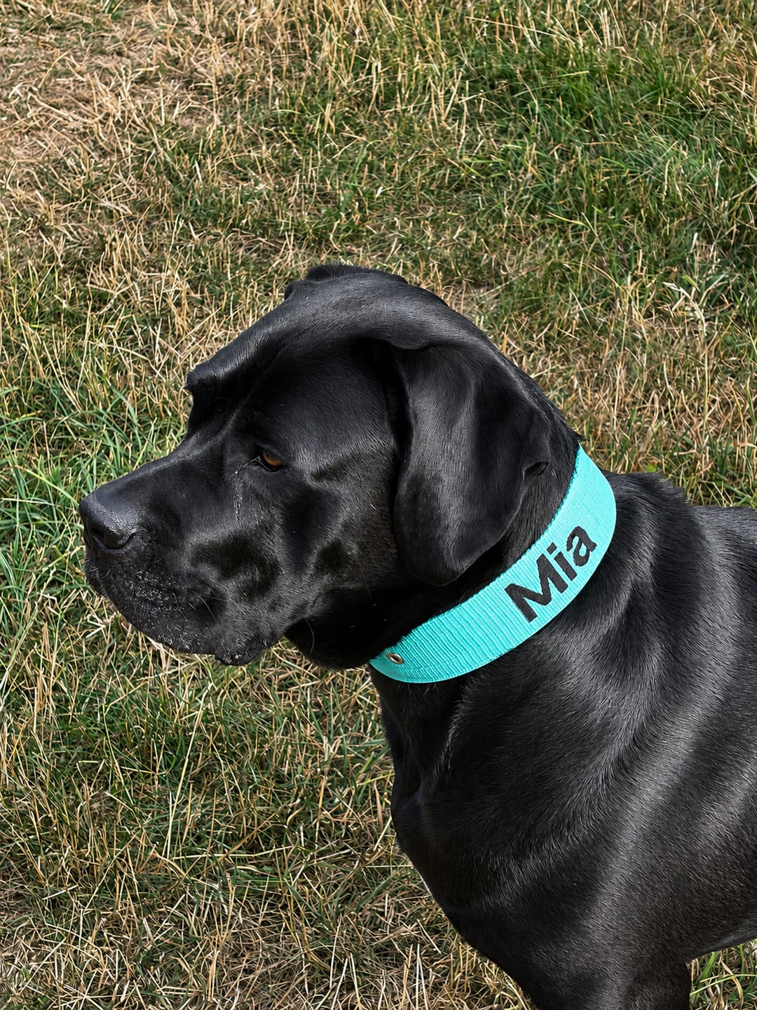 Customer photo review of Hundhalsband med namn