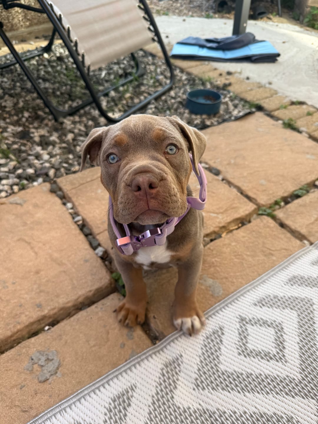 Customer photo review of 4cm Lighter Combat® Collar | With Handle & Secure Clip - Lavender X Ube
