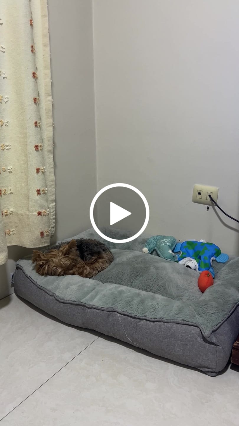 Customer video review of Cama Sofá para Perros