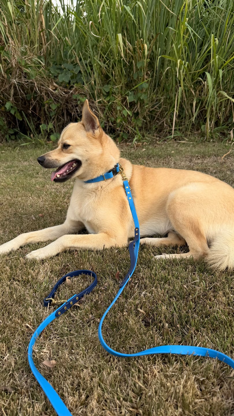 Customer photo review of Biothane Traffic Handle Dog Leash