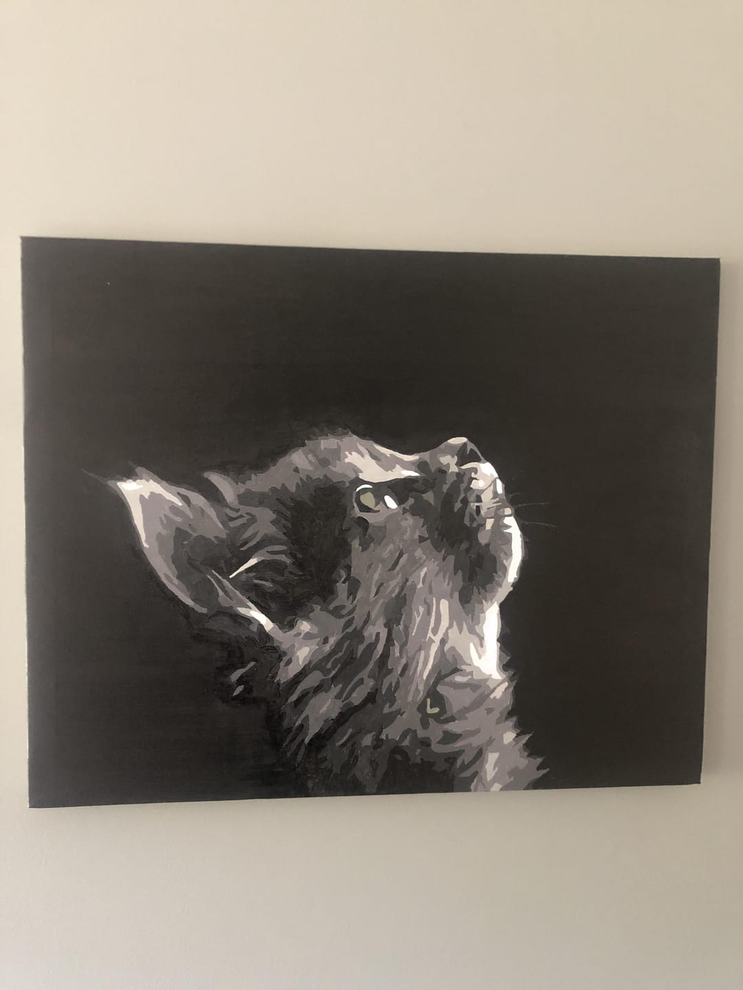 Customer photo review of Chat noir et gris