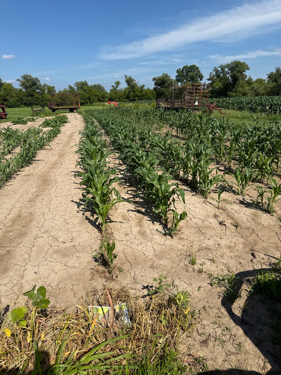 Customer photo review of *Revision Attribute II Sweet Corn (Roundup Ready)