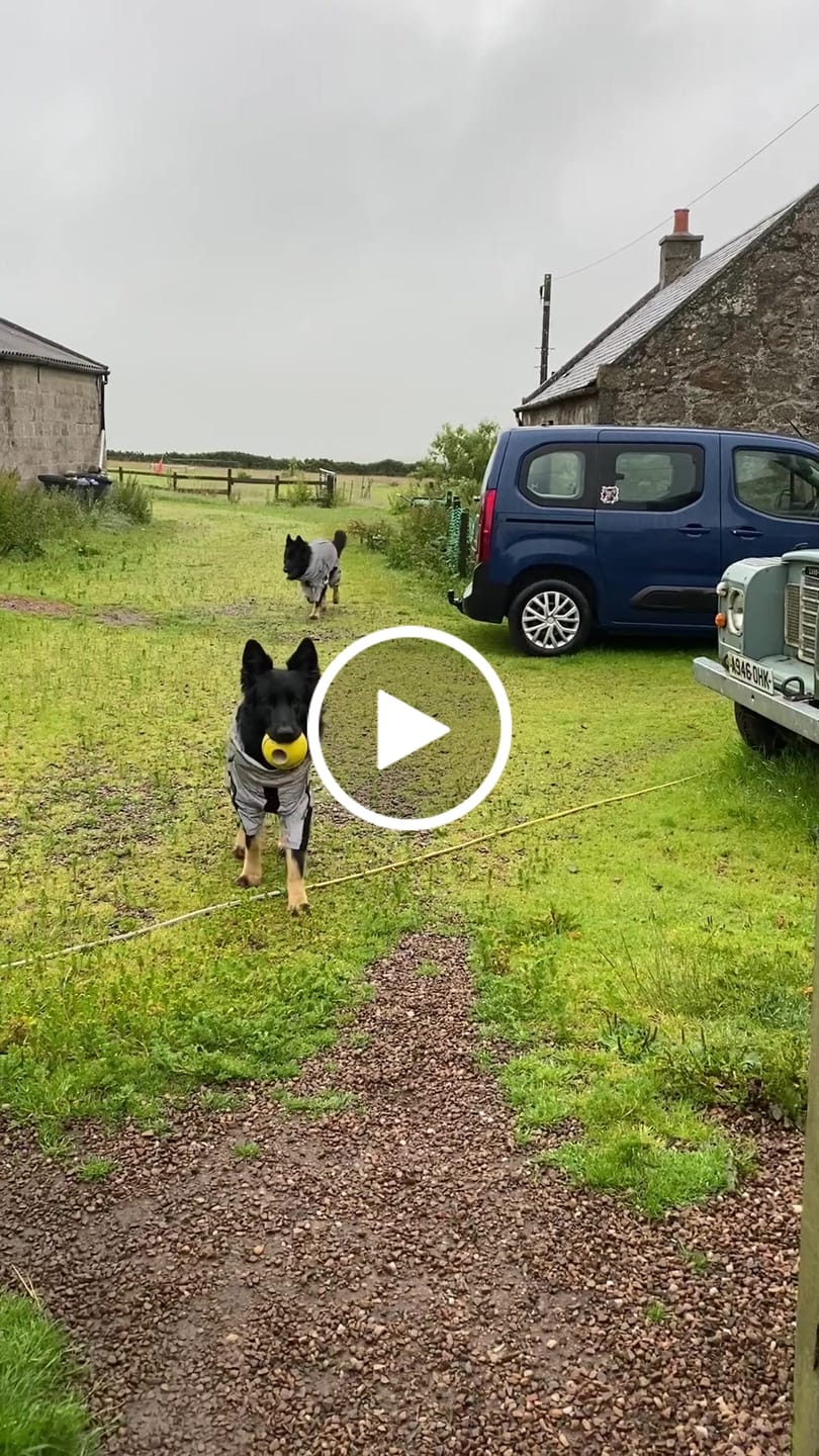 Customer video review of MSM Powder For Dogs