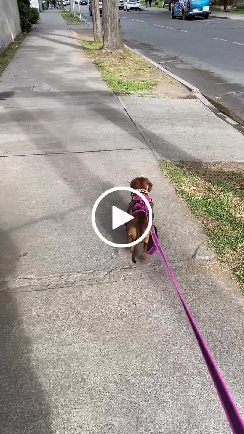 Customer video review of Arnés Anti-Escape Security Fit para Perros - Street Dogs - Pink