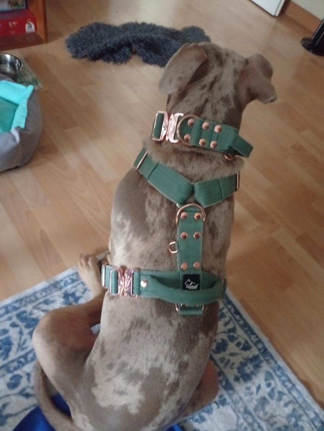 Customer photo review of Easy Walk Extreme Rose Pastel Green - Sele med snabbspänne