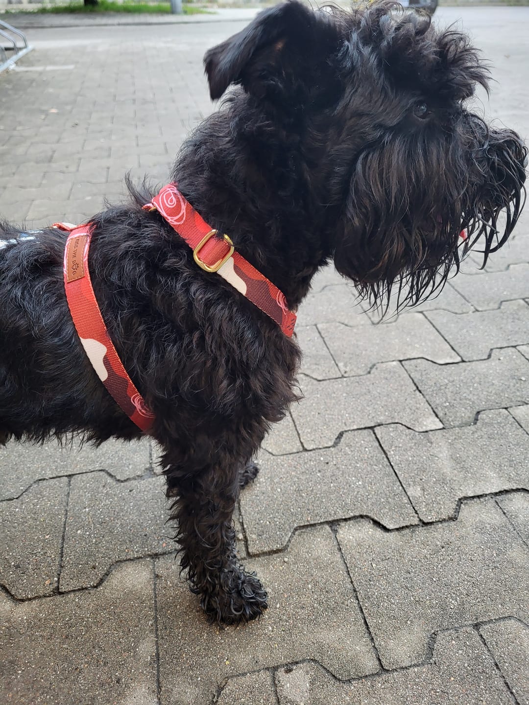 Customer photo review of Szelki guard "Abstract Red" - złote okucia
