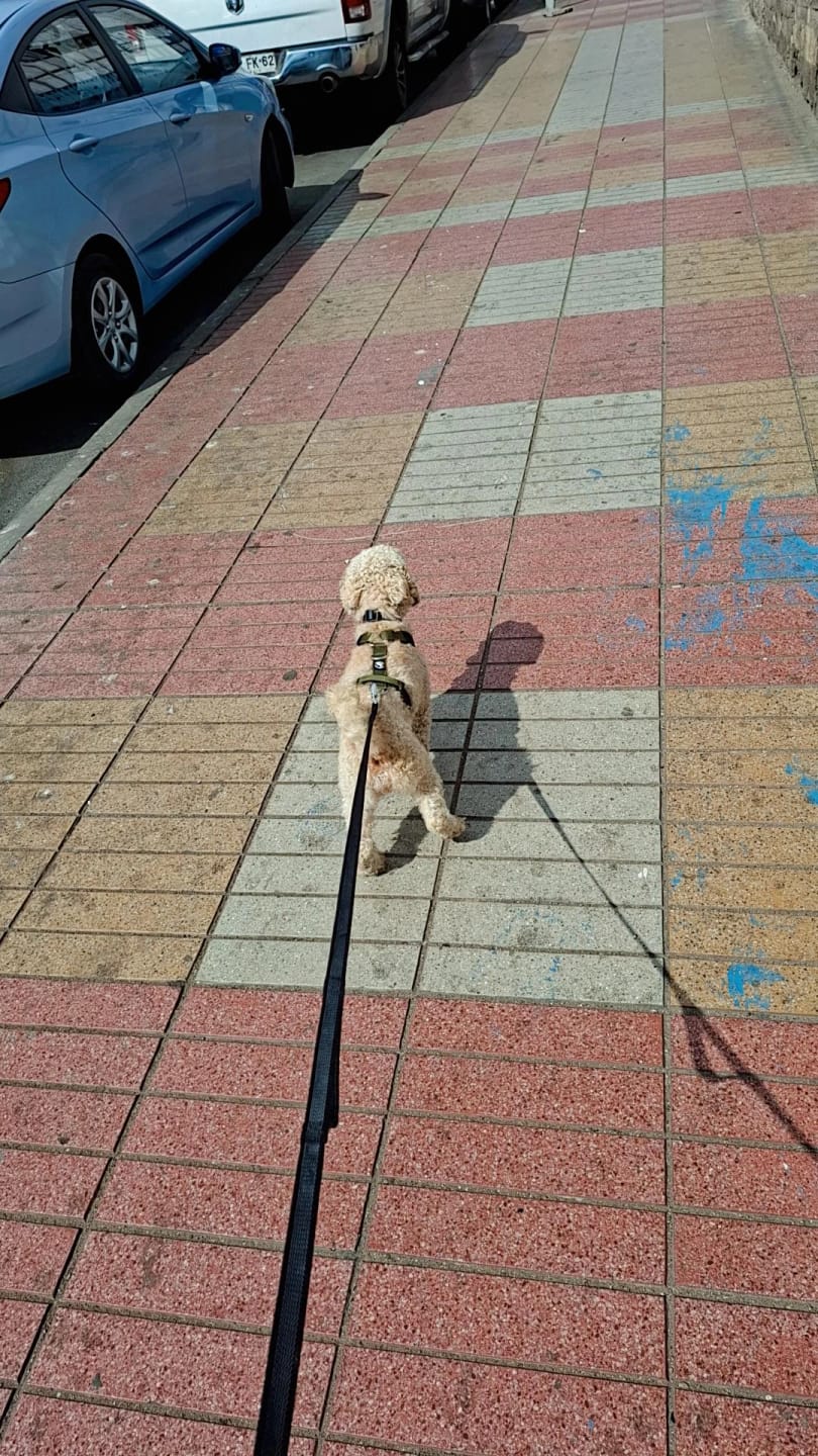 Customer photo review of Arnés Mini-Strap para Perros - Street Dogs - Khaki