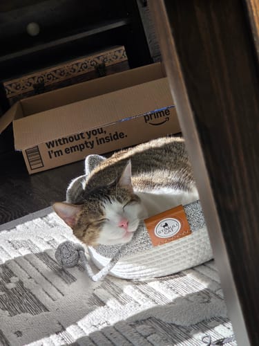 Customer photo review of Instinct Basket | Meet the first research-backed natural territory for indoor cats