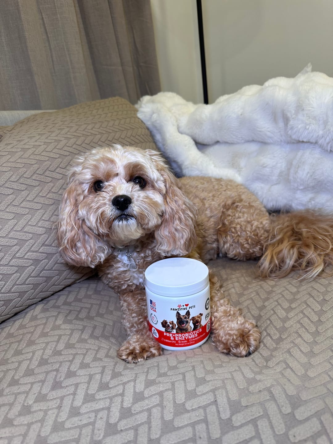 Customer photo review of Pre+Probiotics for Dogs Digestive Health – 120 Soft Chews