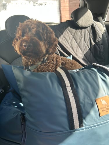 Customer's doodle sitting comfortably in the blue Dog Dock inside a car.