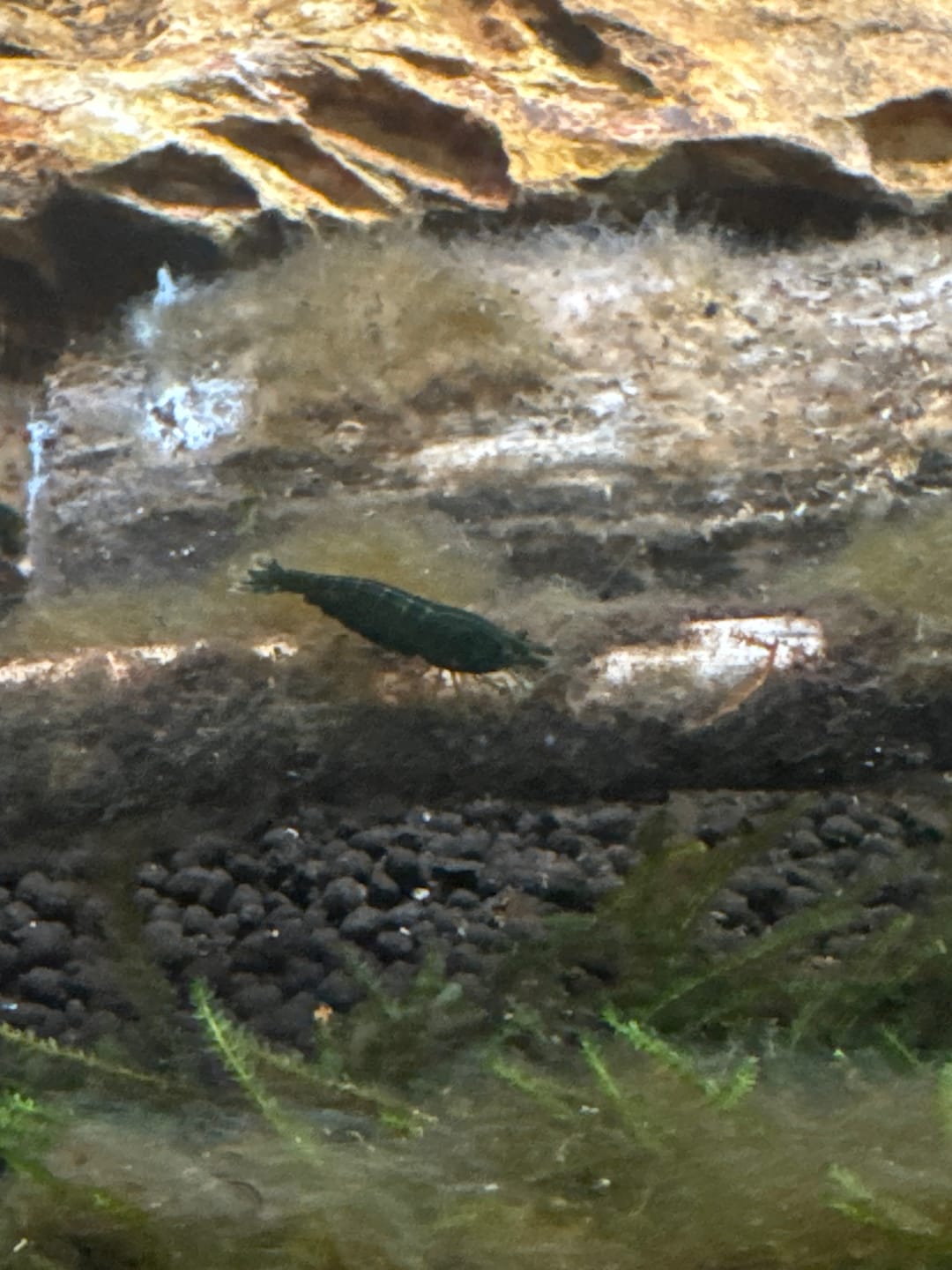 Customer photo review of Green Jade Shrimp