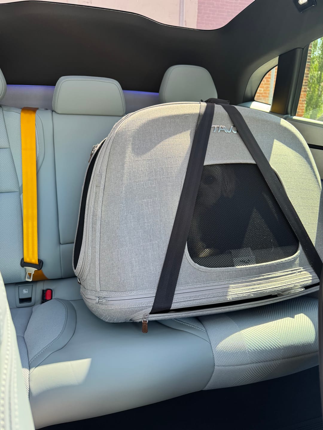 Customer photo review of Crispin - Törmäystestattu lemmikin kuljetuslaatikko