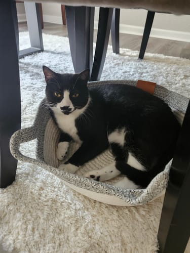 Customer photo review of Instinct Basket | Meet the first research-backed natural territory for indoor cats