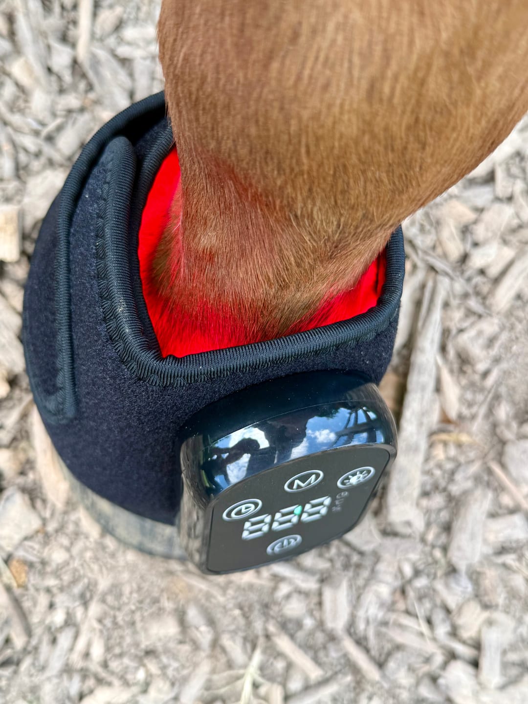 Customer photo review of HorseHalo™ HaloLegs Mini