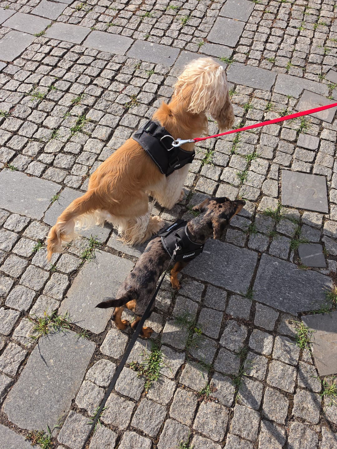Customer photo review of PawGuard - Gepersonaliseerd Hondentuigje