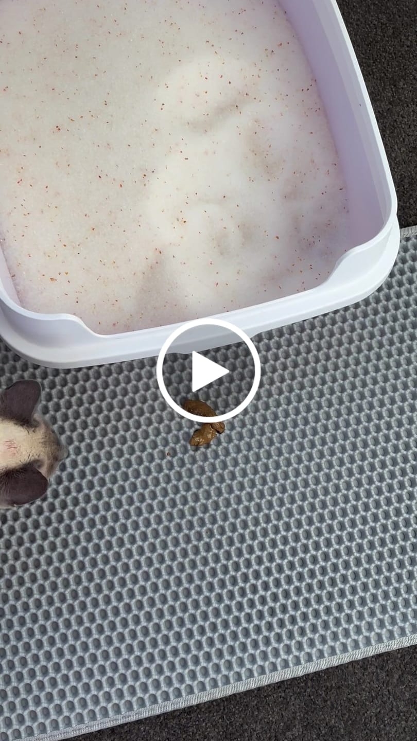 Customer video review of Fit Litter