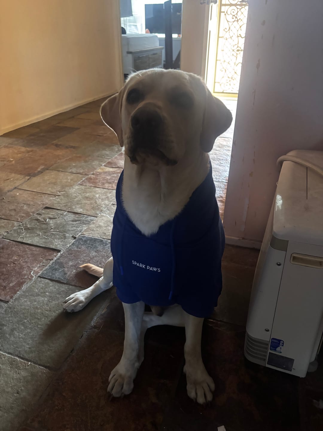 Customer photo review of Essential Human Hoodie - Midnight Blue