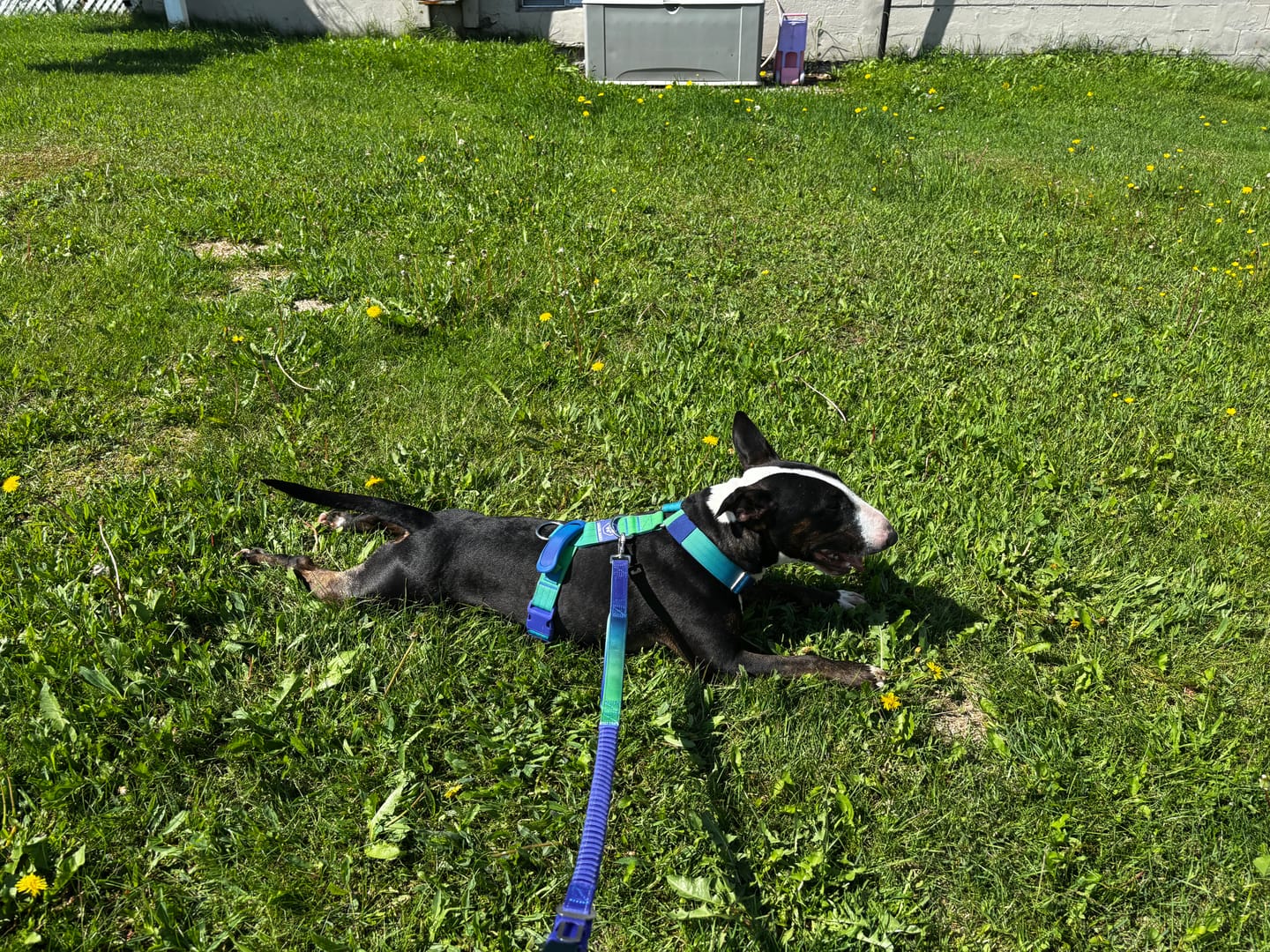 Customer photo review of Comfort Control No-Pull Dog Harness and Multipurpose Leash Set - Lime Wave