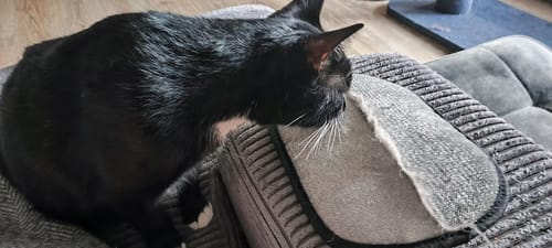 Customer photo review of ™FreeFur כפפת הטיפול בנשירה של Parvati🐾