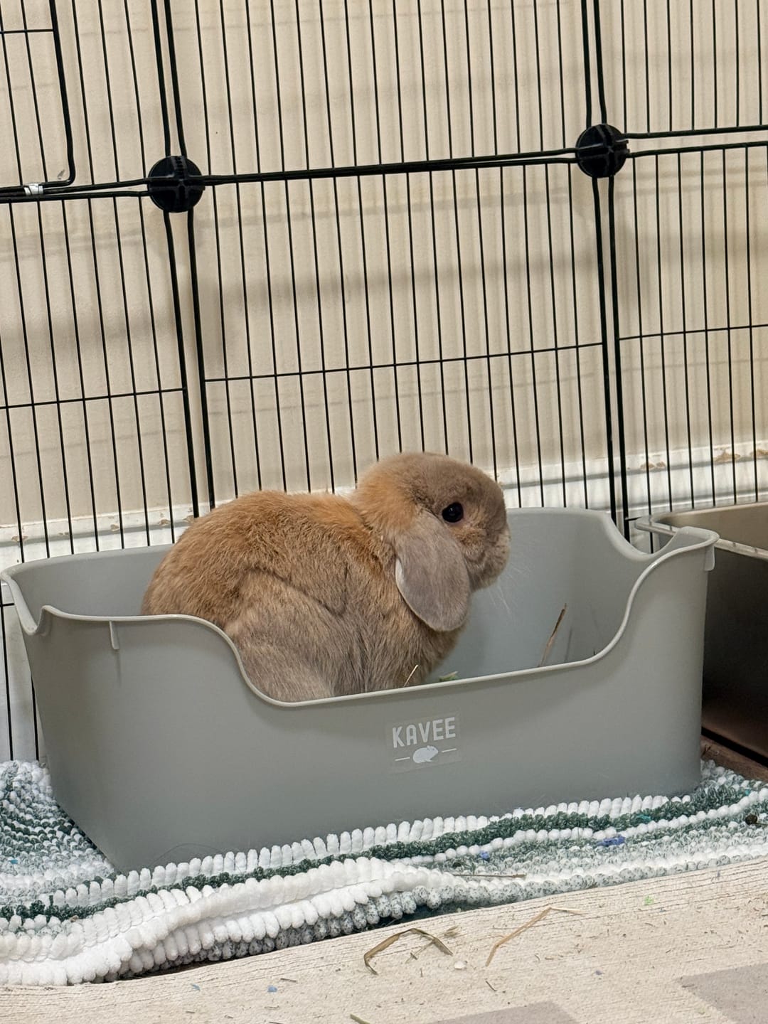 Customer photo review of Litter Box for Guinea Pigs & Rabbits